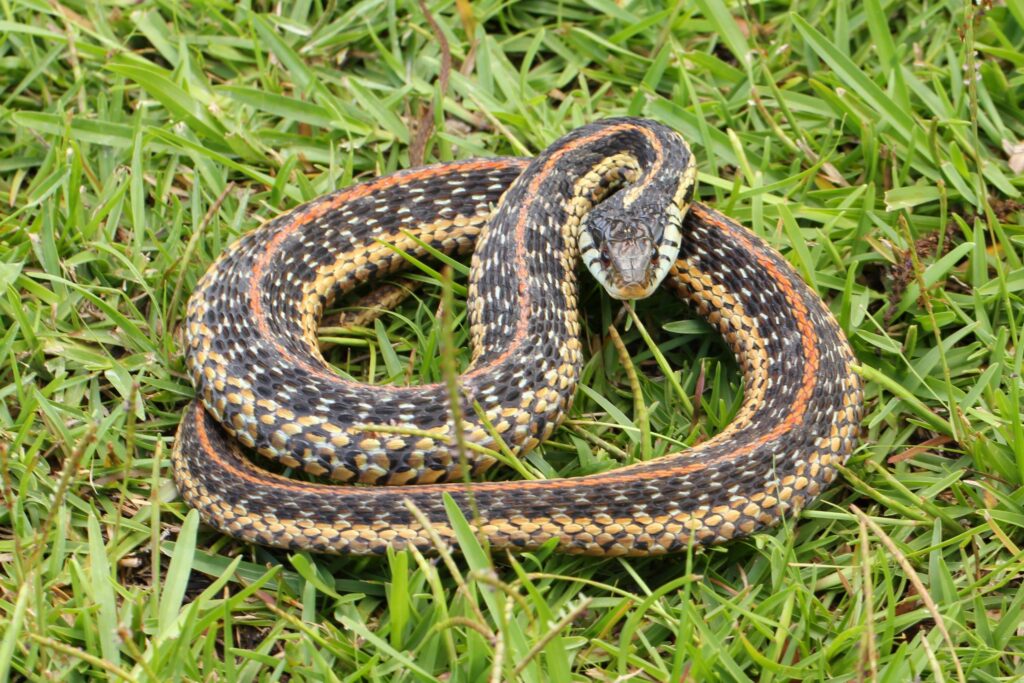 Garter Snake: All You Need to Know About Common Snake