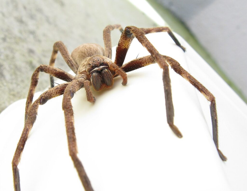 Huntsman Spider: The Ultimate Guide to These Fascinating