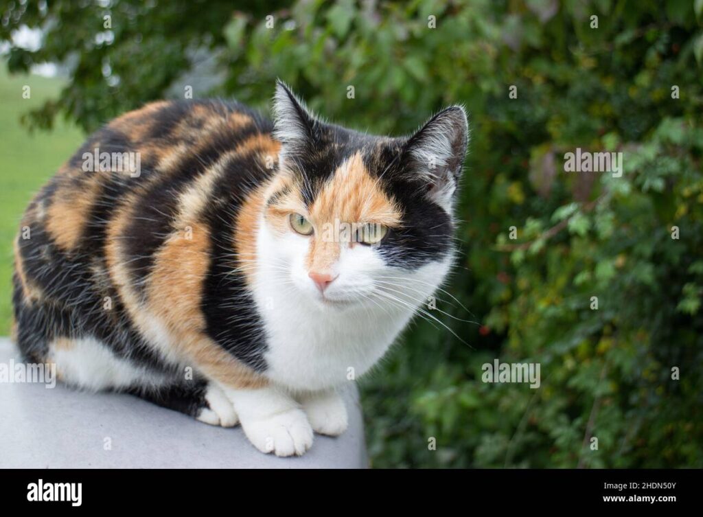 Calico Cat: A Complete Guide to This Unique and Beautiful Breed