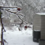 Hard Freeze Warning: Understanding and Preparing for  Cold